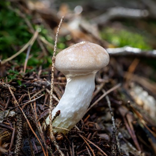 Gomphidius glutinosus