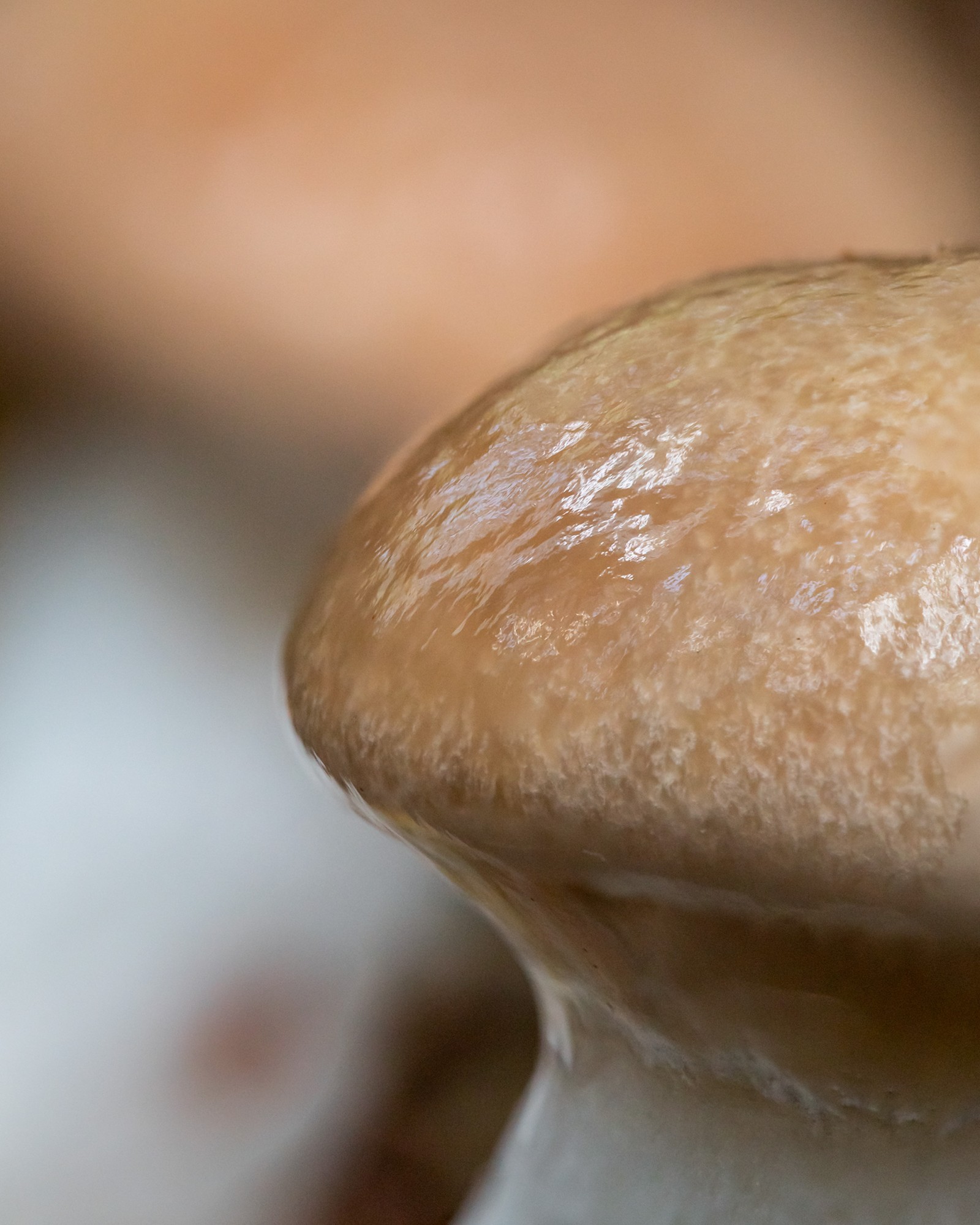 Gomphidius glutinosus