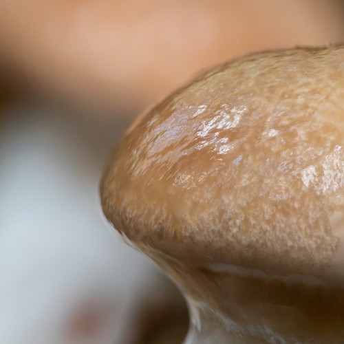 Gomphidius glutinosus