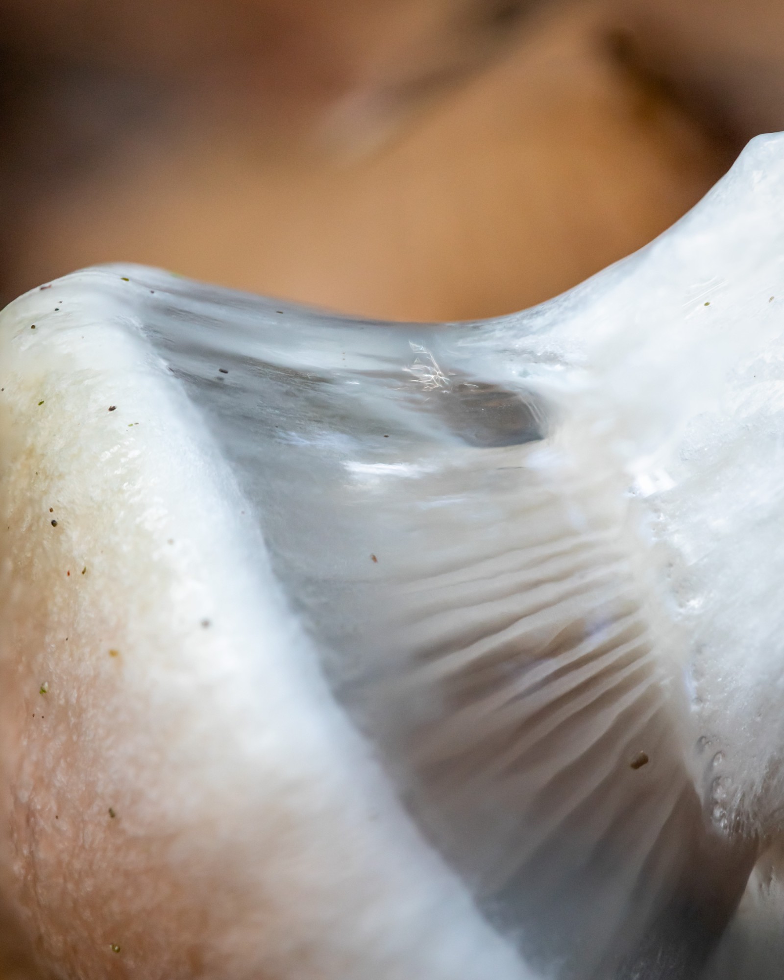 Gomphidius glutinosus