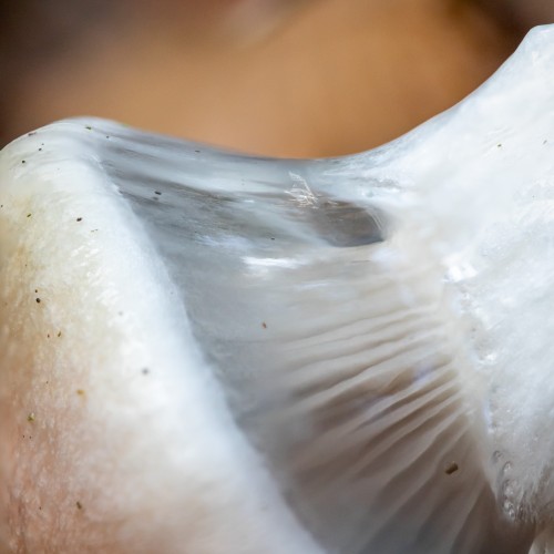 Gomphidius glutinosus