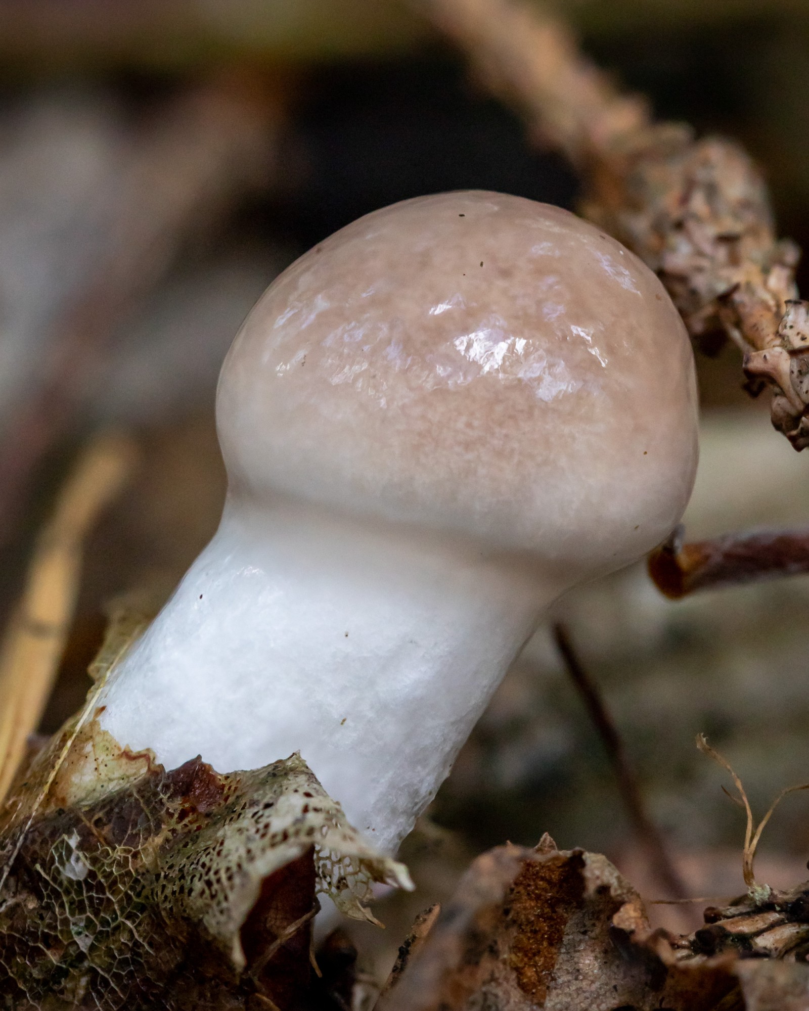 Gomphidius glutinosus