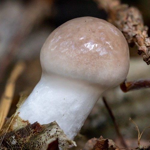 Gomphidius glutinosus