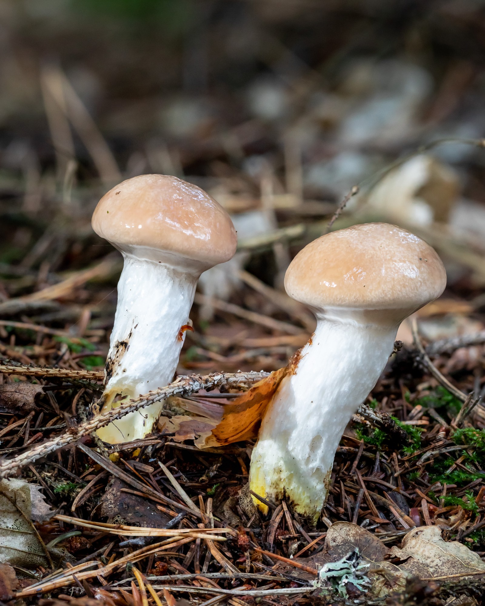 Gomphidius glutinosus