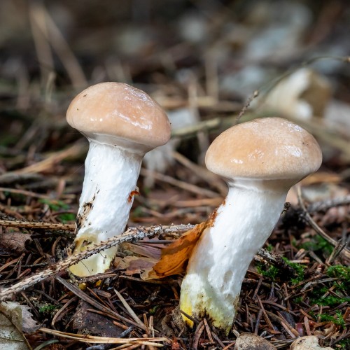 Gomphidius glutinosus