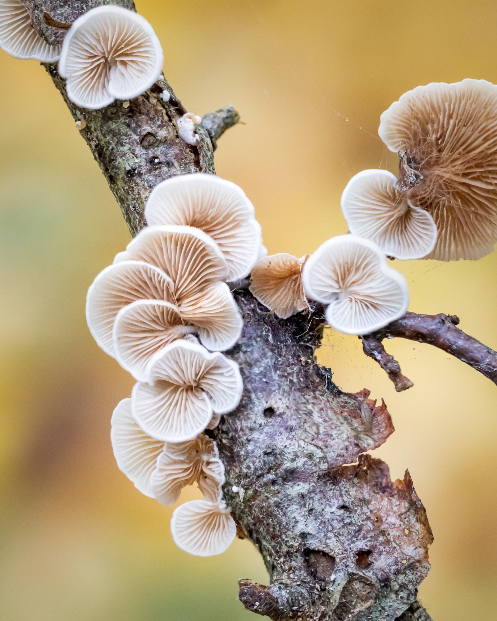 Crepidotus sp.