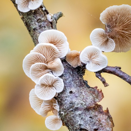 Crepidotus sp.