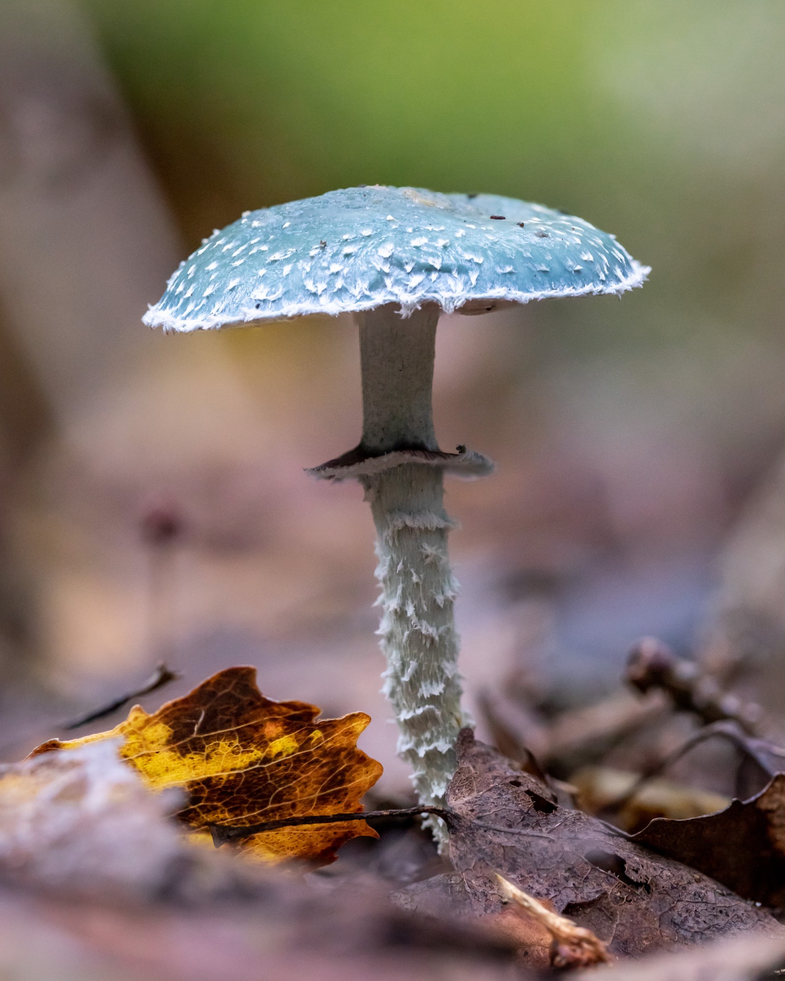 Stropharia aeruginosa