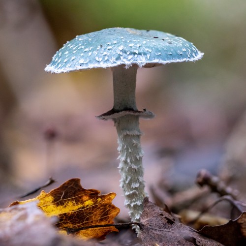 Stropharia aeruginosa