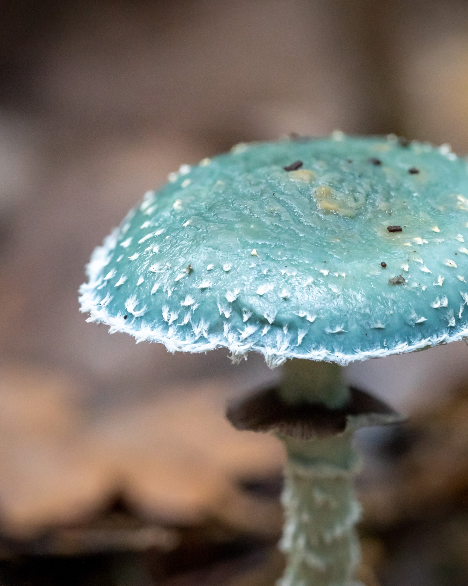 Stropharia aeruginosa