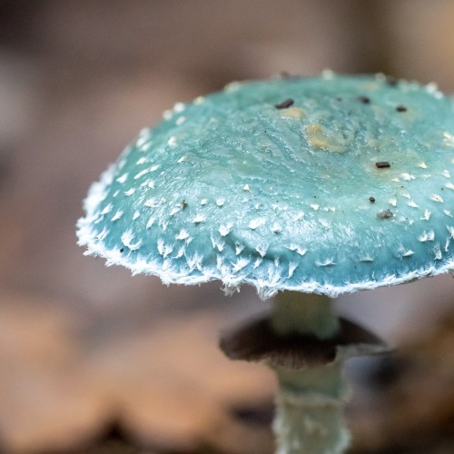 Stropharia aeruginosa