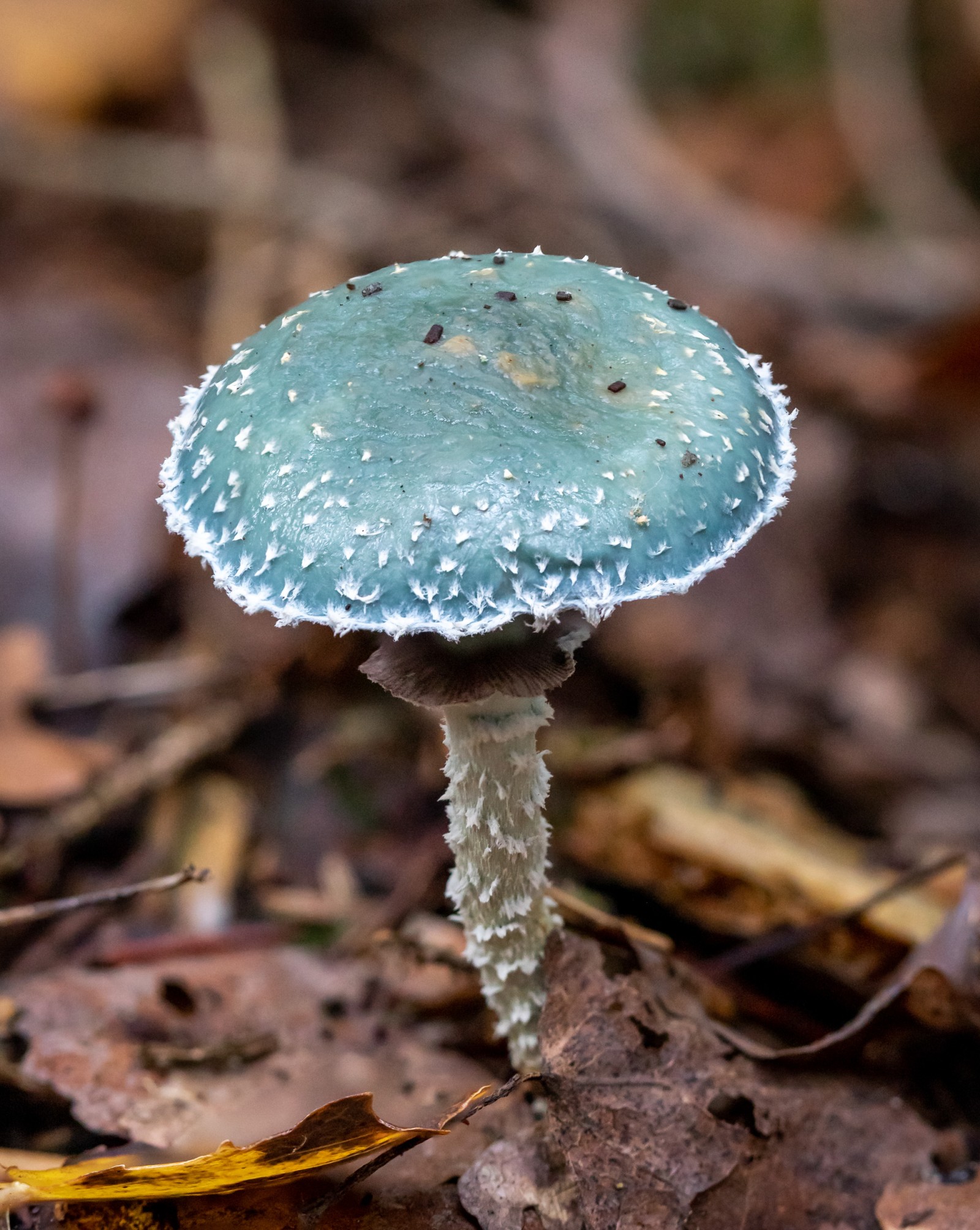 Stropharia aeruginosa