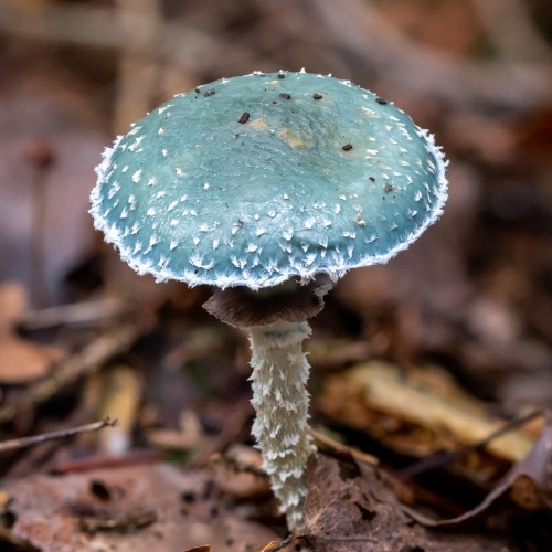 Stropharia aeruginosa