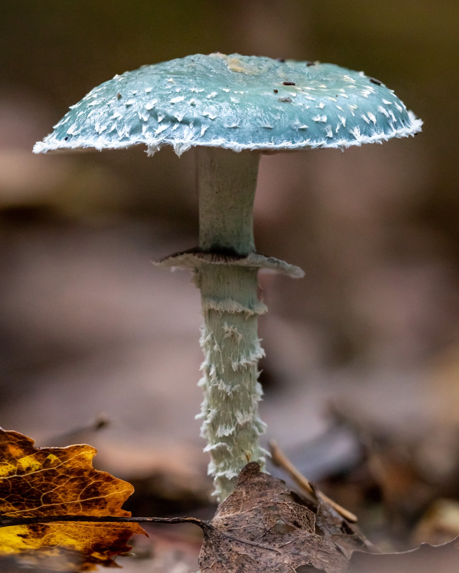 Stropharia aeruginosa