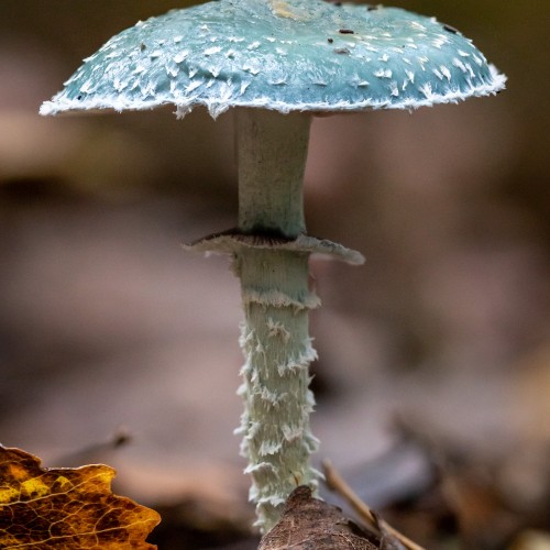 Stropharia aeruginosa