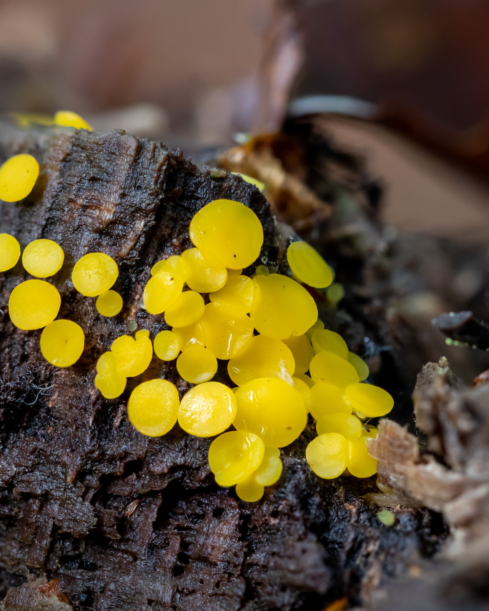 Bisporella citrina