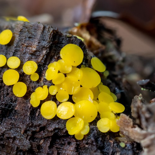 Bisporella citrina