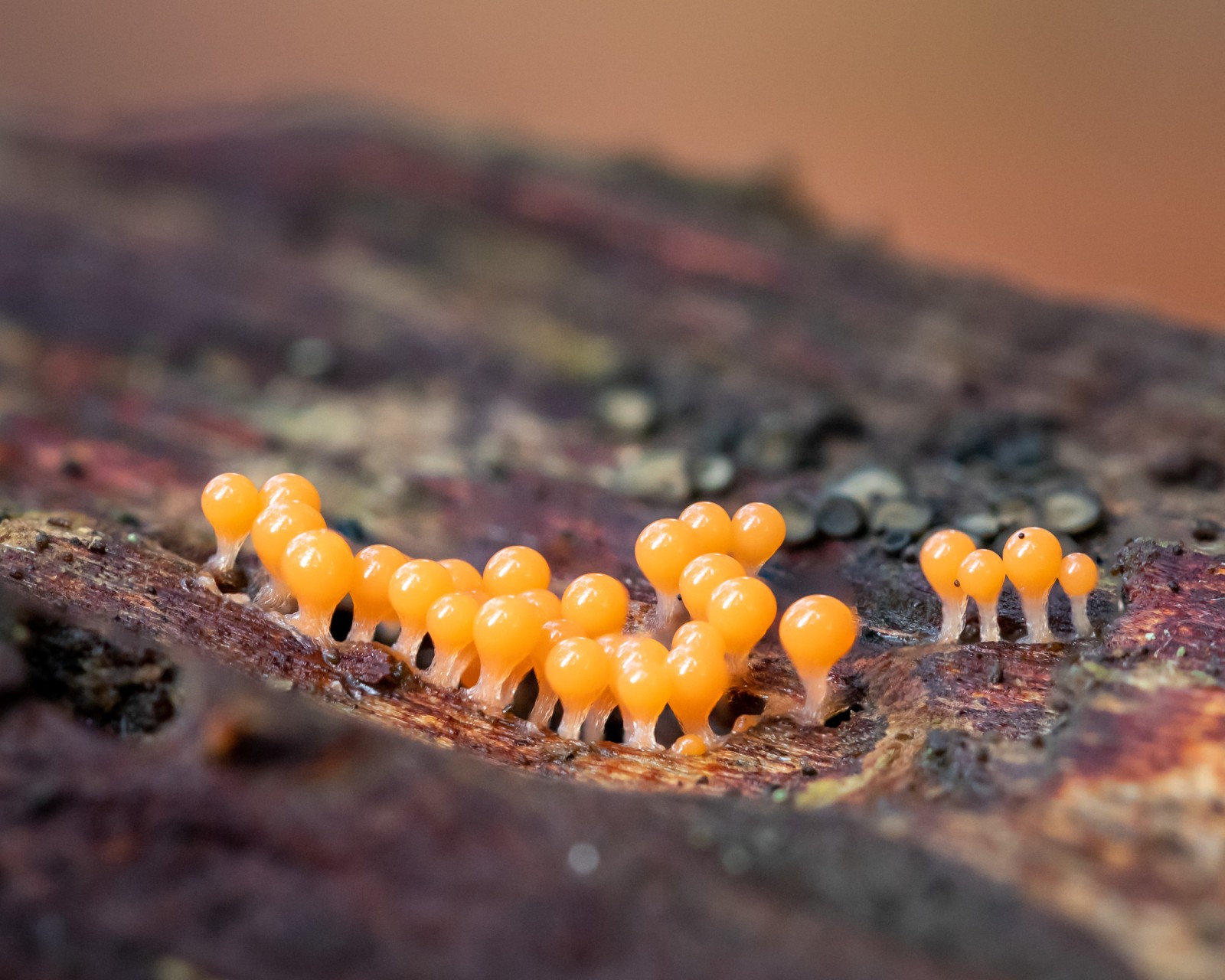 Trichia decipiens