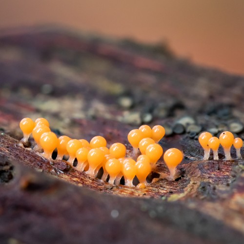 Trichia decipiens