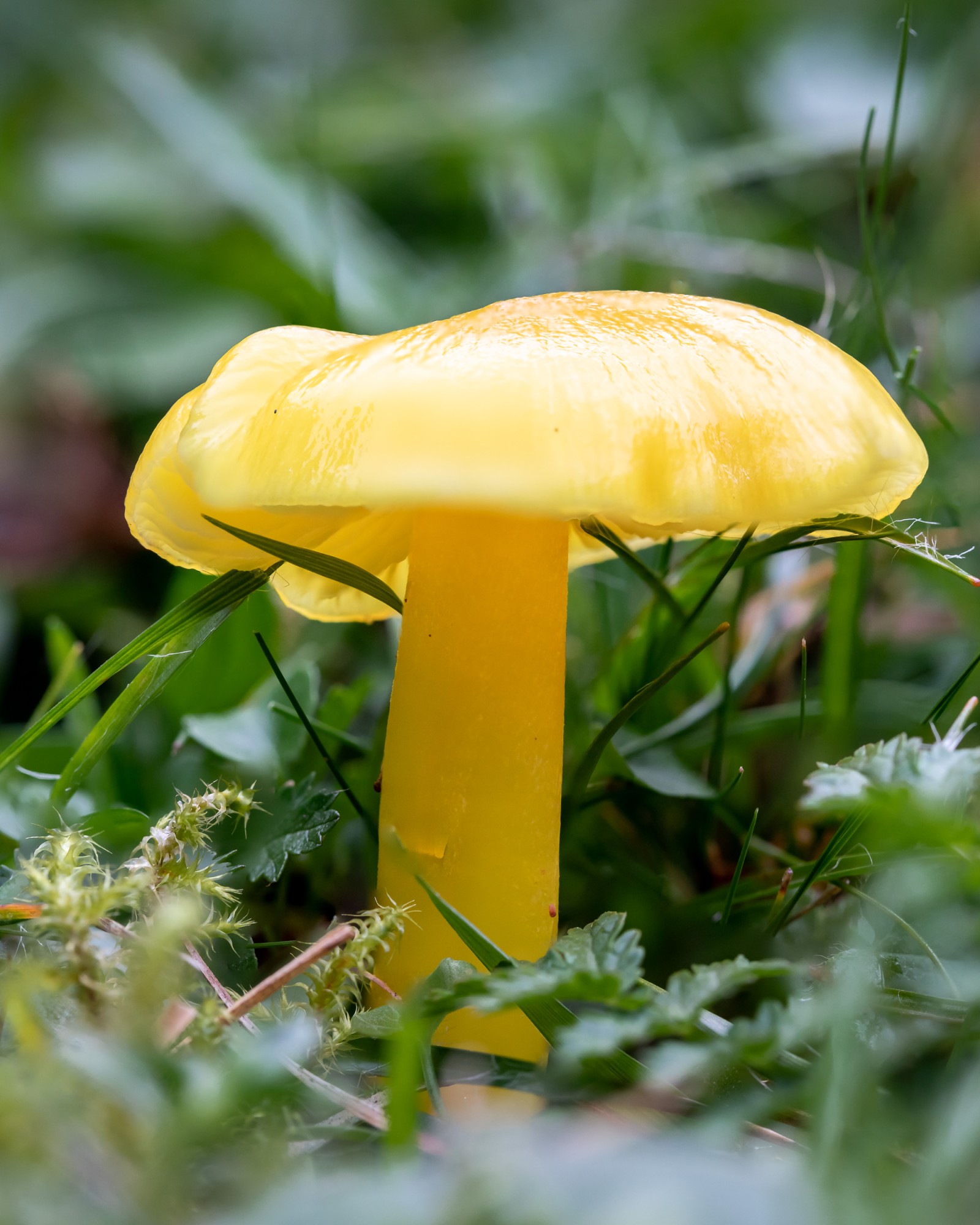 Hygrocybe chlorophana
