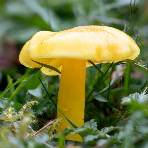 Hygrocybe chlorophana