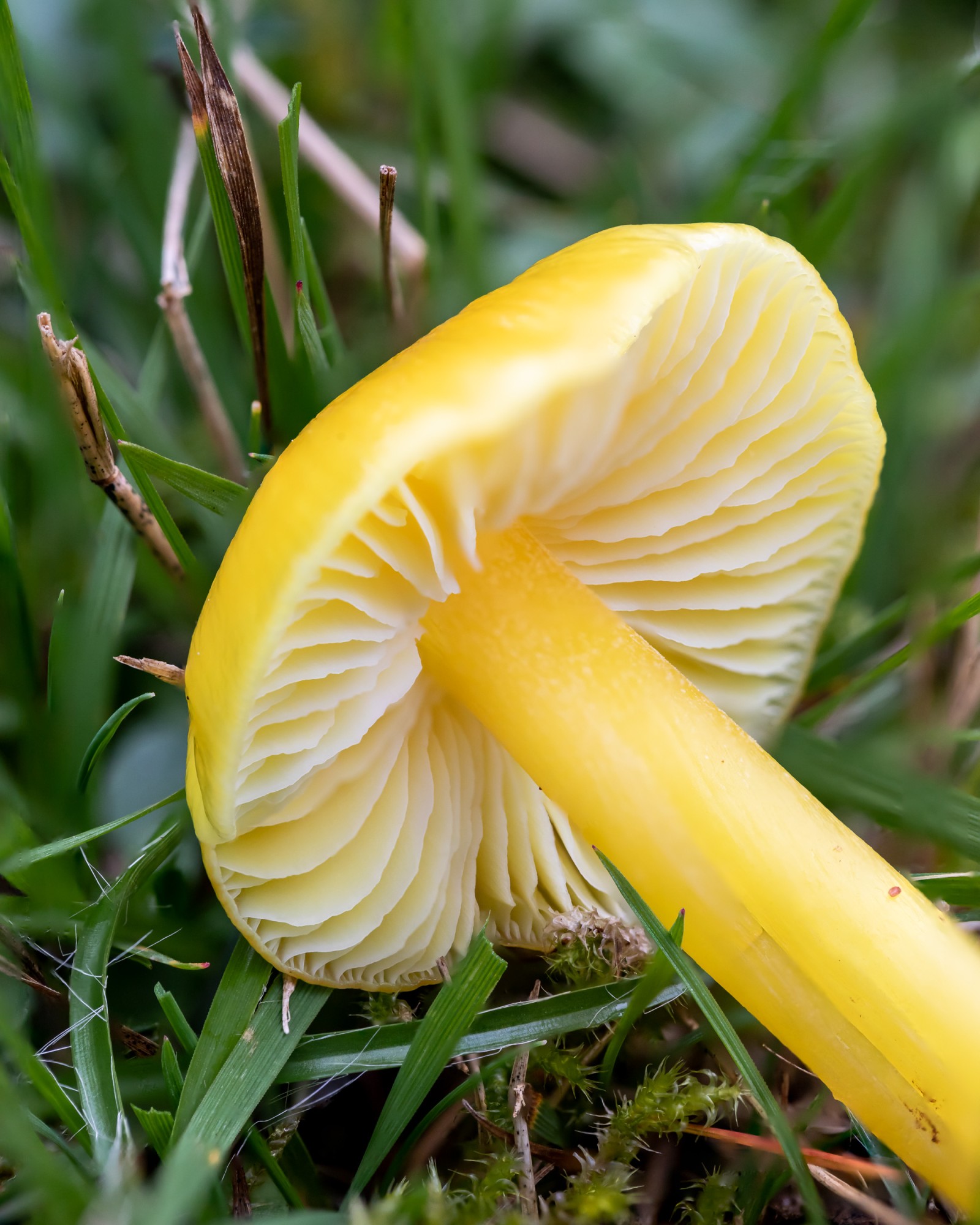 Hygrocybe chlorophana