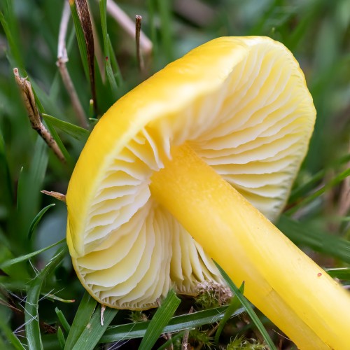 Hygrocybe chlorophana