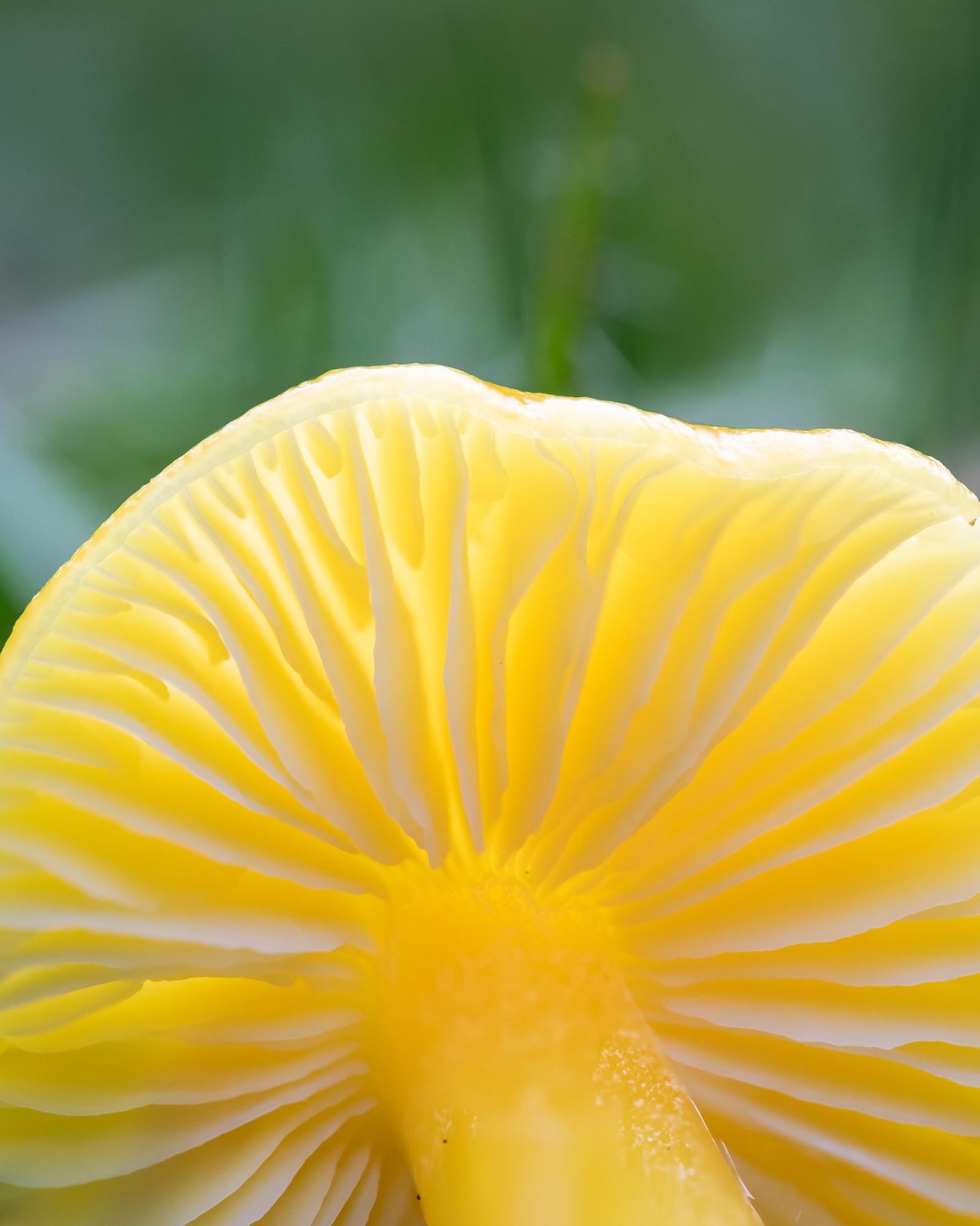 Hygrocybe chlorophana