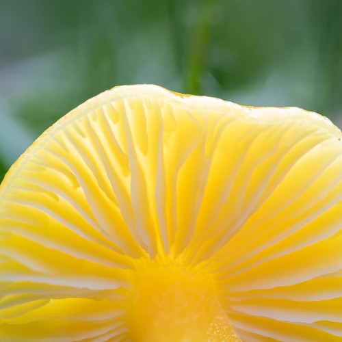 Hygrocybe chlorophana