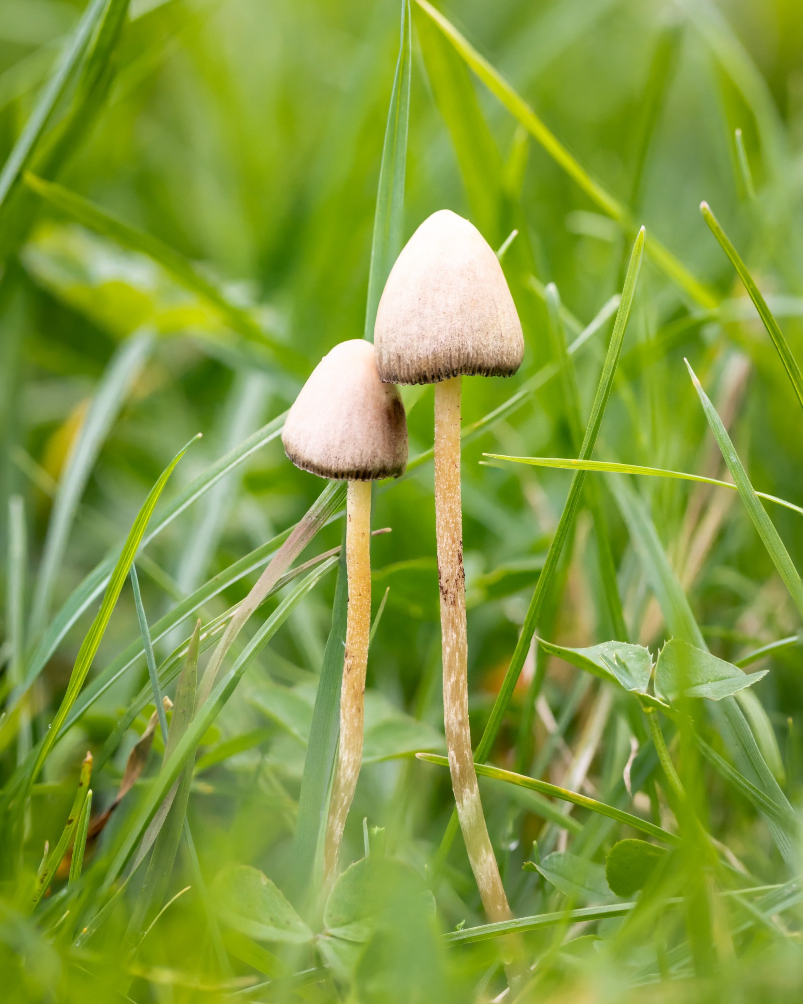 Psilocybe semilanceata