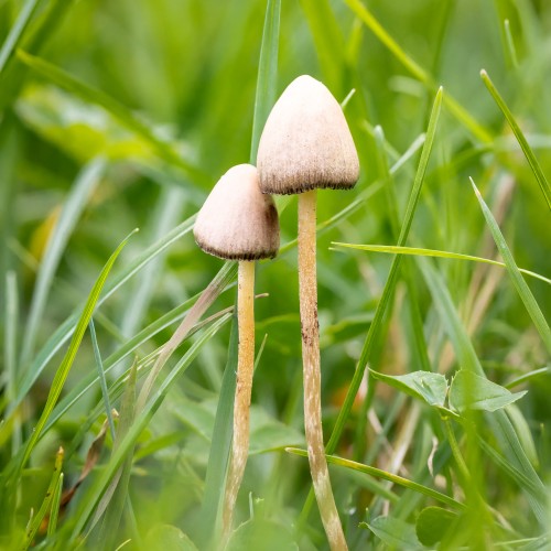 Psilocybe semilanceata
