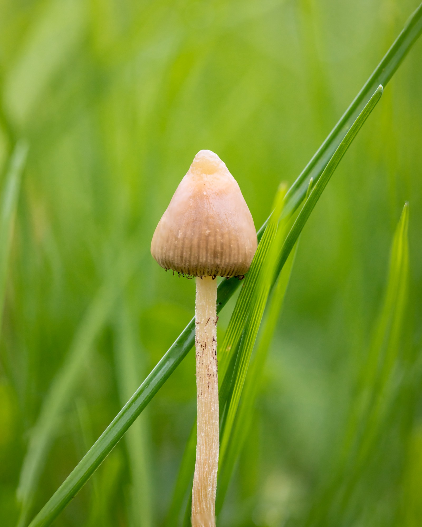 Psilocybe semilanceata