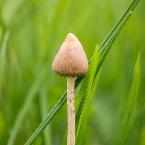 Psilocybe semilanceata