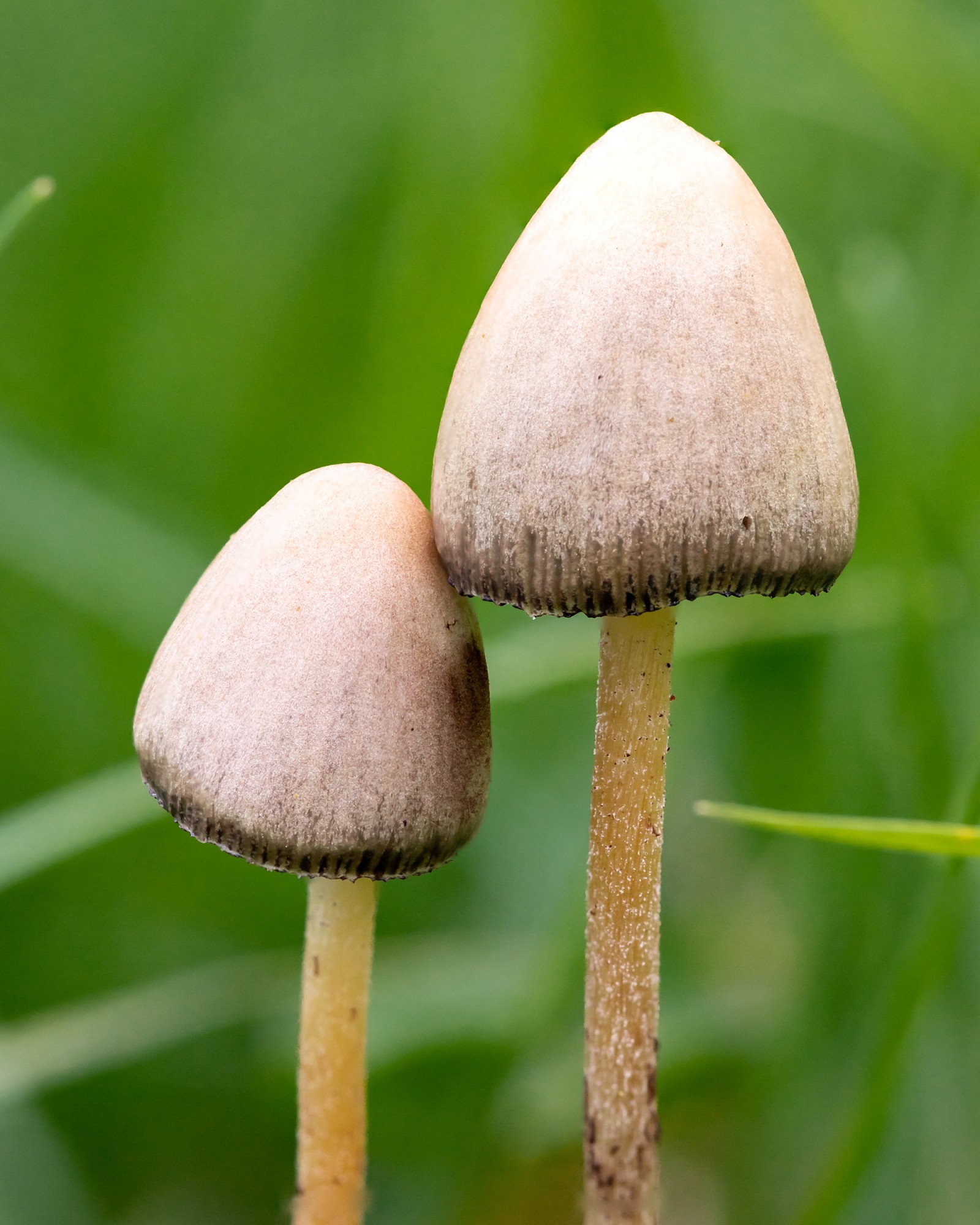 Psilocybe semilanceata