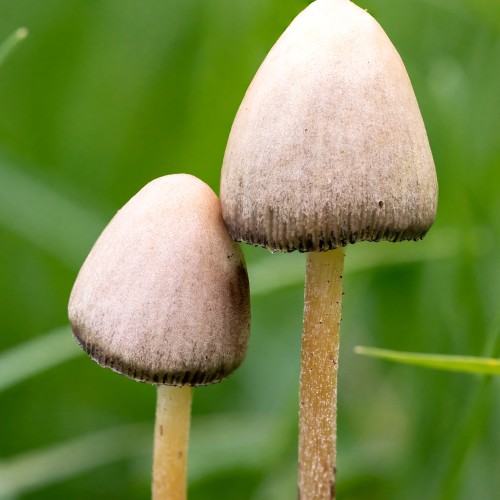 Psilocybe semilanceata