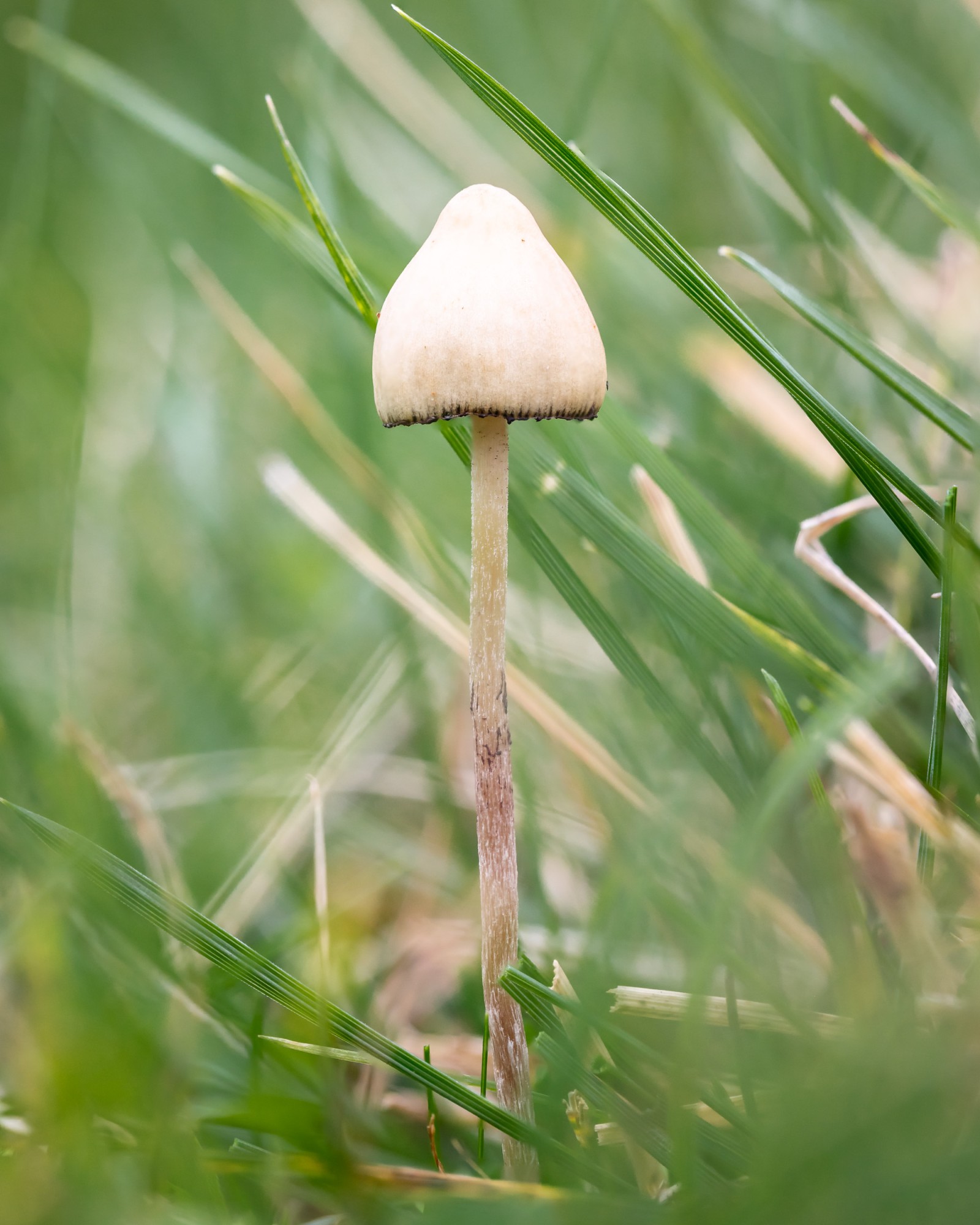 Psilocybe semilanceata