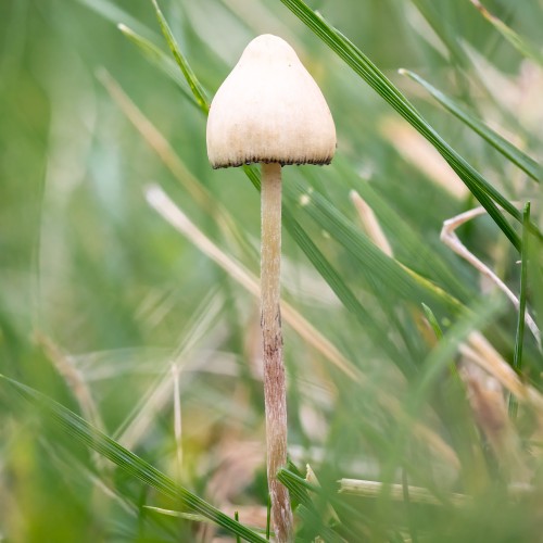 Psilocybe semilanceata