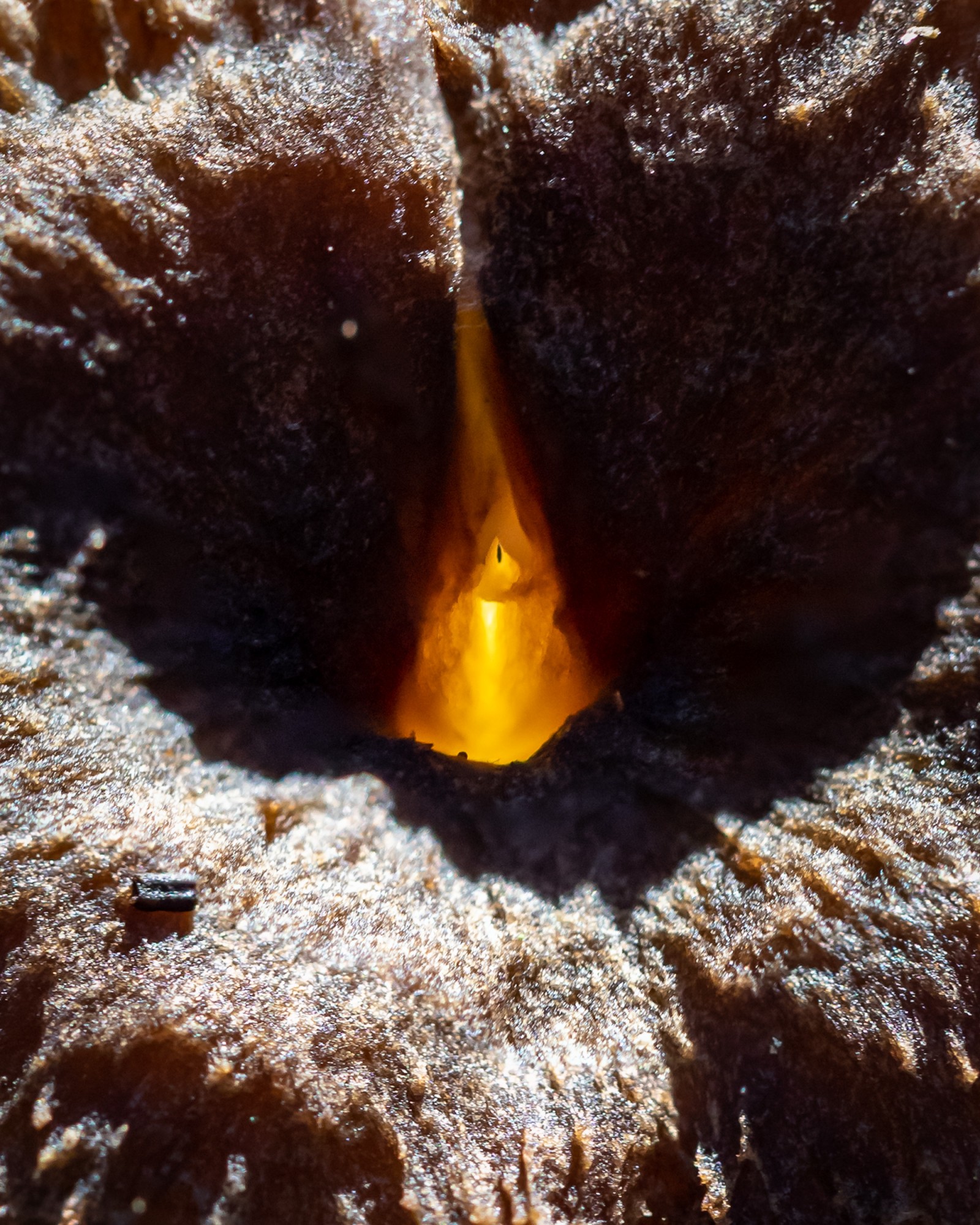 Craterellus tubaeformis
