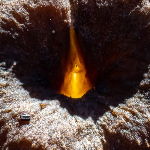 Craterellus tubaeformis