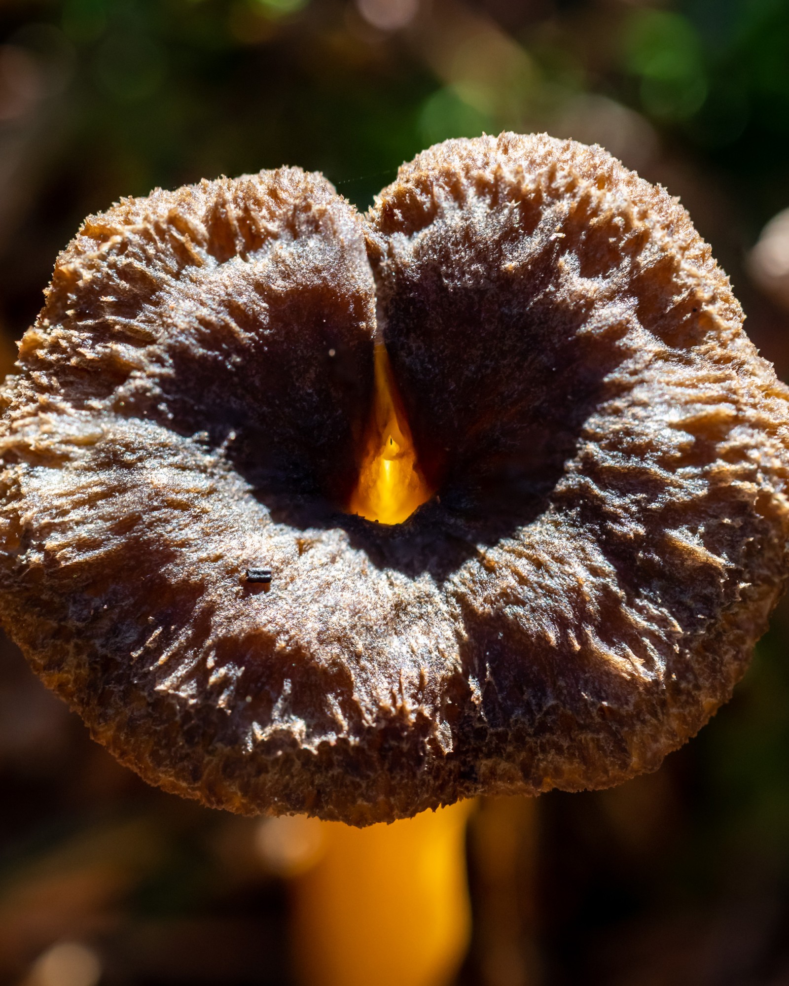 Craterellus tubaeformis