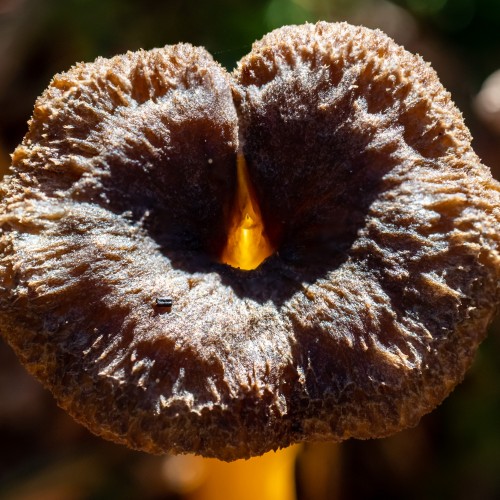 Craterellus tubaeformis