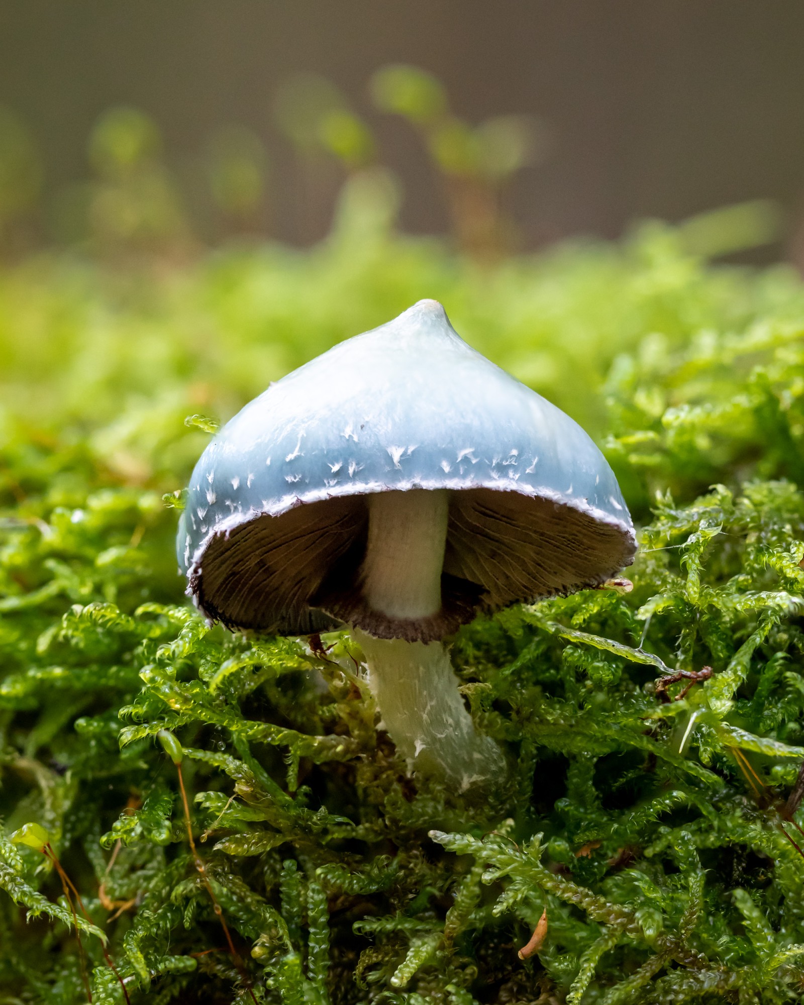 Stropharia aeruginosa