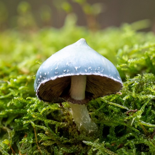 Stropharia aeruginosa