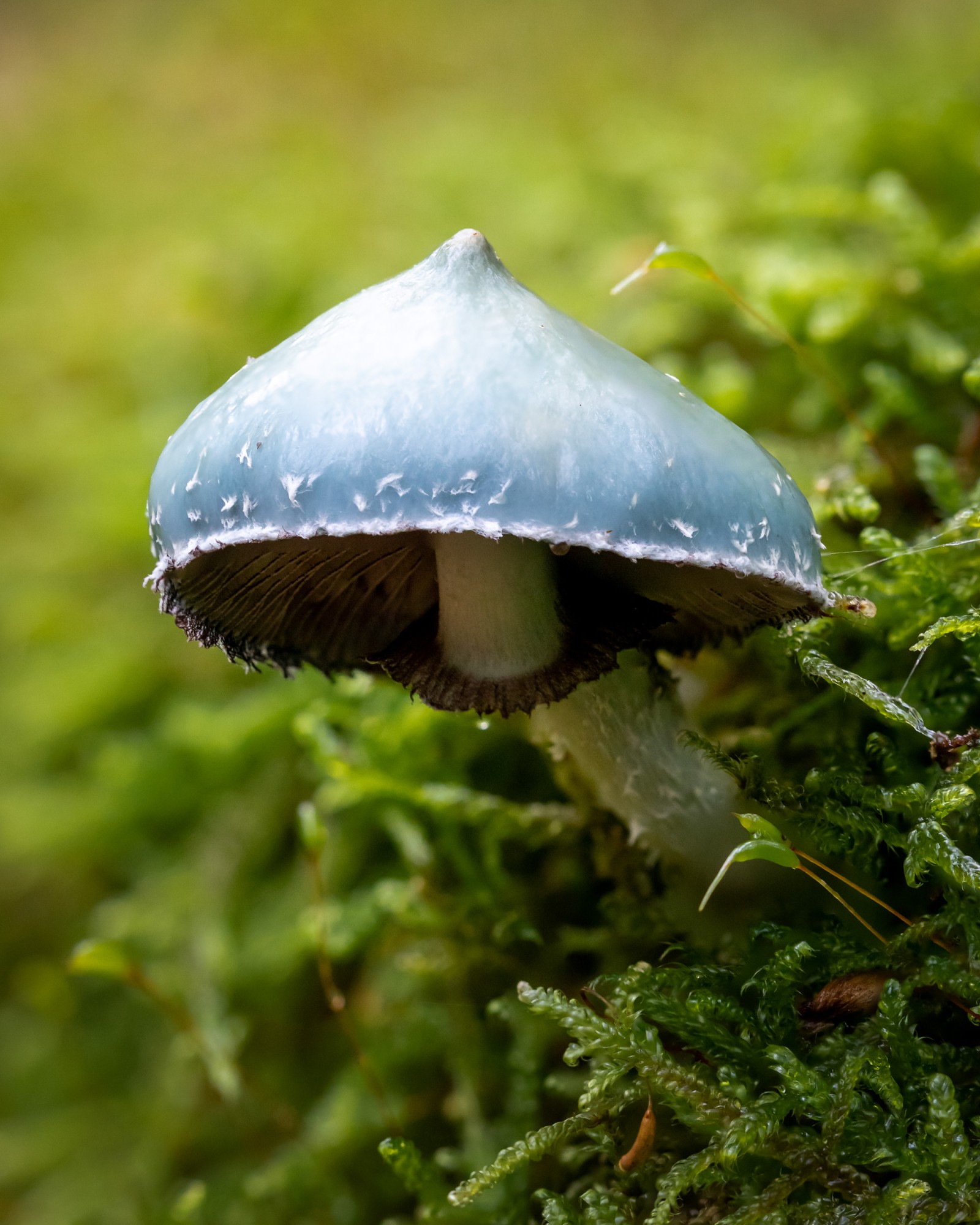 Stropharia aeruginosa
