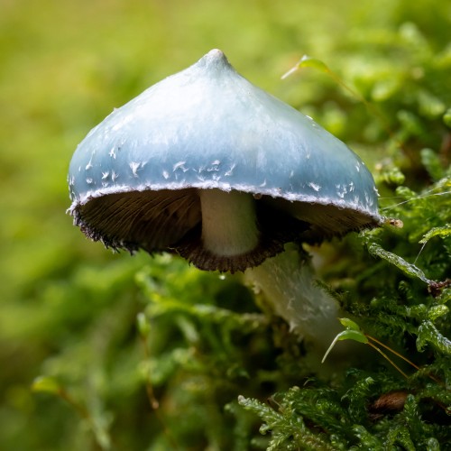 Stropharia aeruginosa