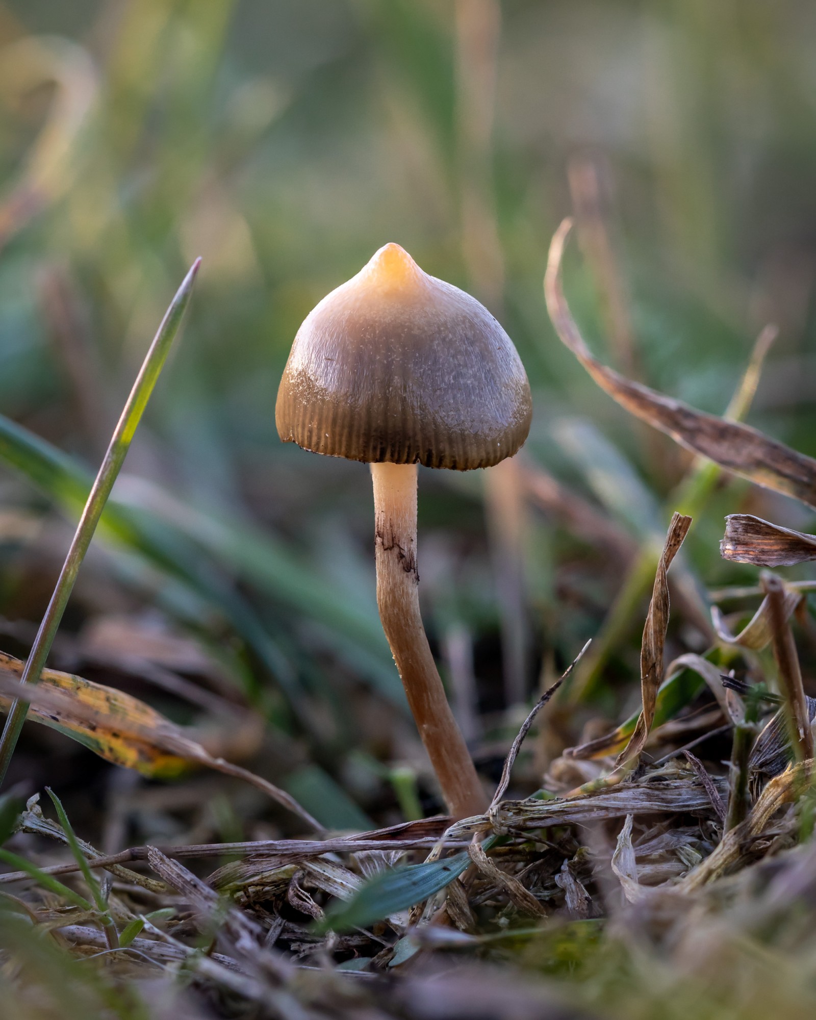 Psilocybe semilanceata