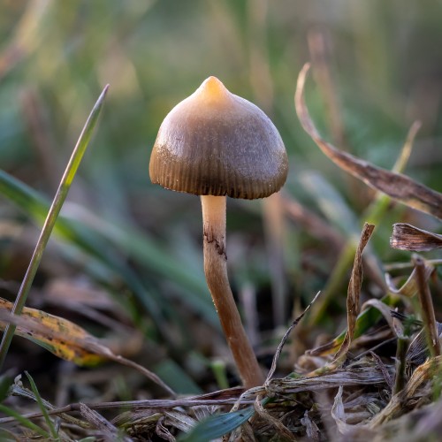 Psilocybe semilanceata
