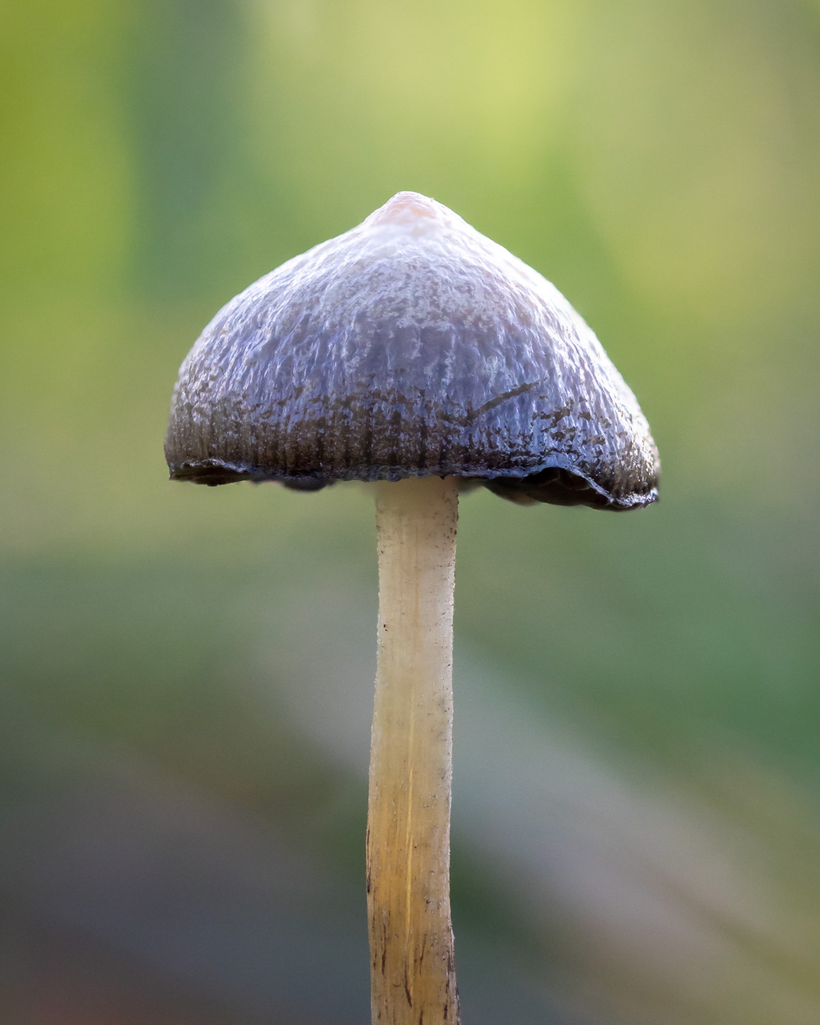 Psilocybe semilanceata