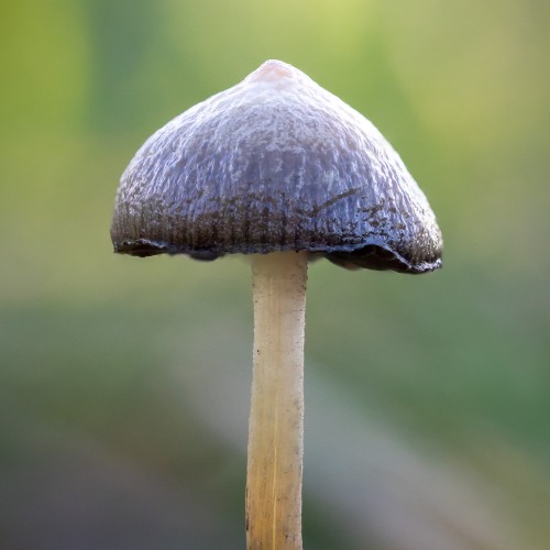 Psilocybe semilanceata