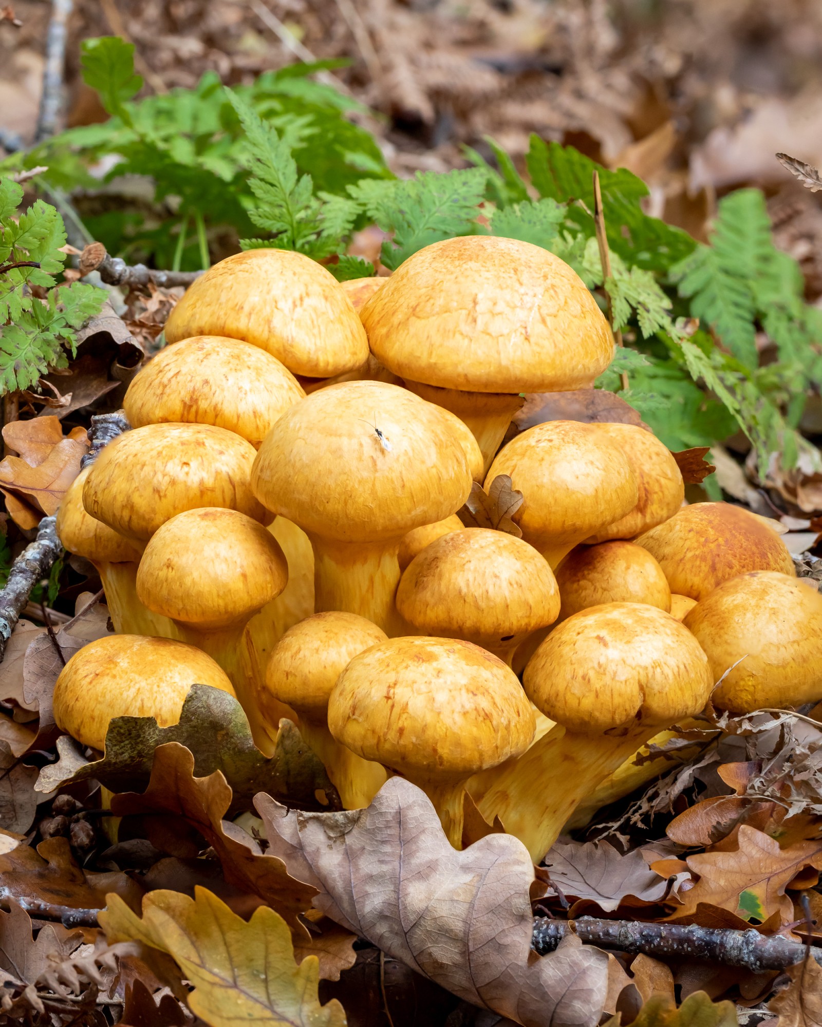 Gymnopilus spectabilis